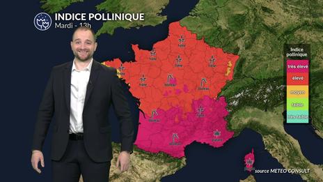 Pollens et allergies : nette hausse des pollens sous un temps printanier