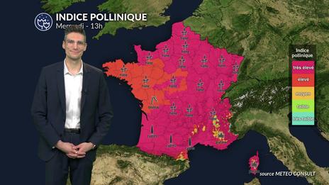 Pollens et allergies : un indice pollinique maximal à cause d'un ensoleillement généreux et d'un renforcement du vent