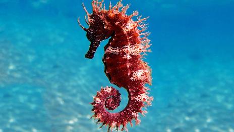 Hippocampes : les secrets du poisson le plus fascinant des mers