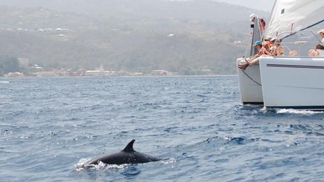Rencontre avec les cétacés dans les îles de Guadeloupe : quelles espèces peut-on observer et comment les approcher sans les déranger ?