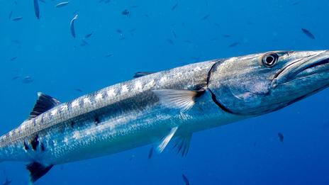 Barracuda : le chasseur silencieux qui frappe en une fraction de seconde