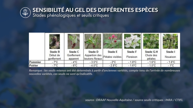 Stades phénologiques et seuils critiques Actualités France