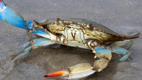 Espèces invasives marines : ces animaux et algues qui bouleversent la biodiversité sur les côtes françaises