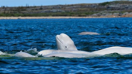 Le béluga, ce drôle de fantôme blanc qui fait chanter l’Arctique