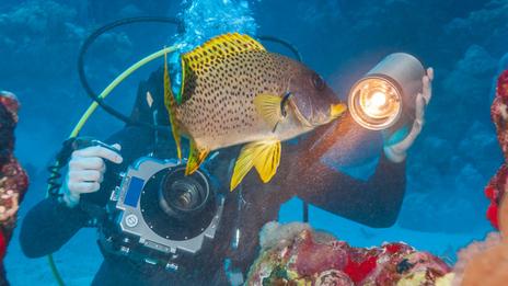 Photographie sous-marine pour débutants : quel matériel choisir et quels réglages adopter