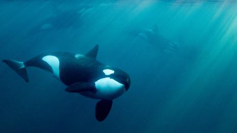 Pollution sonore sous-marine : ce bruit invisible qui bouleverse la vie marine