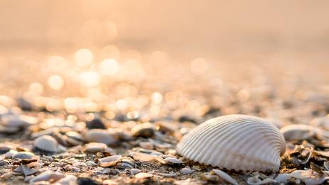 Galets, coquillages, sable... quels souvenirs avez-vous le droit de ramasser sur la plage ?