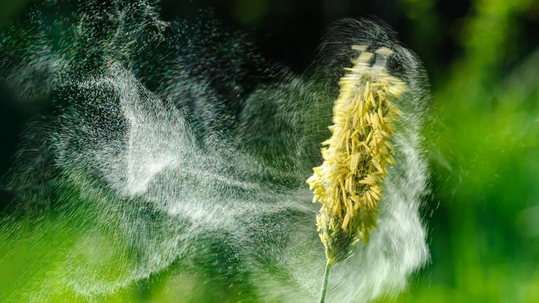 Guide complet des allergies au pollen : plantes allergisantes, symptômes et solutions