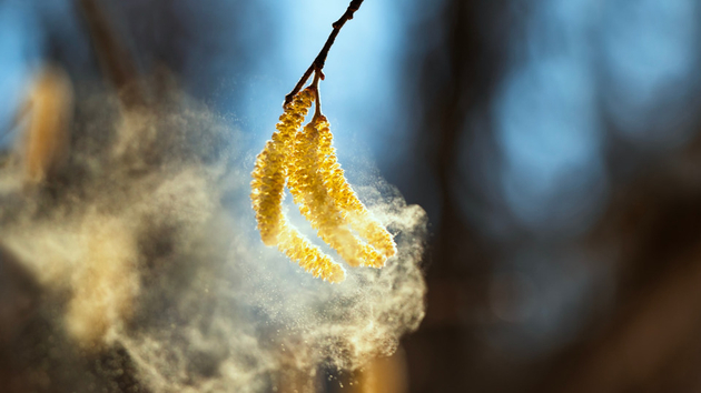 Pollens Et Allergies