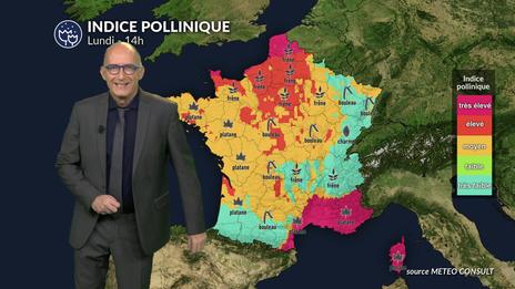 Pollen et allergies : pluie, fraîcheur et vent freinent les pollens, mais le cyprès reste sous surveillance en Méditerranée lundi