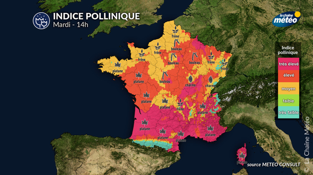 Pollens Et Allergies