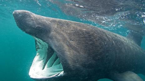 Requin pèlerin : le géant paisible qui traverse nos mers la bouche grande ouverte