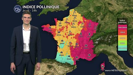 Pollens et allergies : les pollens de bouleau et de cyprès encore bien présents ce jeudi