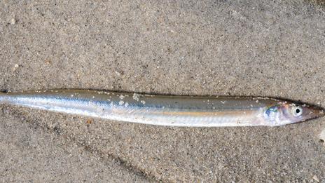Pêche aux lançons sur les plages : une technique discrète qui demande méthode