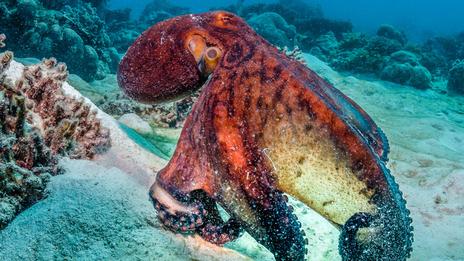 La pieuvre : ce génie des océans capable de disparaître sous vos yeux