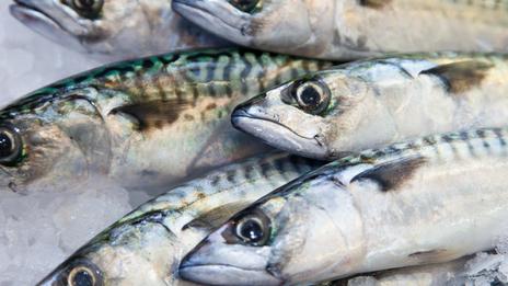 Maquereau : pourquoi ce poisson que les chefs s’arrachent au printemps finit encore trop souvent rejeté à la mer