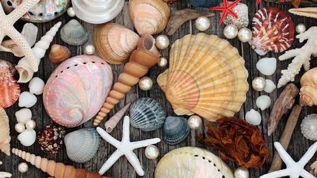 Coquillages rares de collection : ces trésors marins qui fascinent les passionnés et affolent parfois les prix