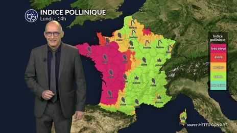 Pollens : pluies et fraîcheur freinent les pollens à l’est, mais vigilance maintenue dans l’ouest