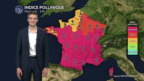 Pollens et allergies : les pollens de chêne, de bouleau, de cyprès et de platane bien présents ce mercredi