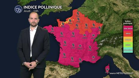 Pollens et allergies : un pic généralisé attendu demain sous un temps doux et ensoleillé