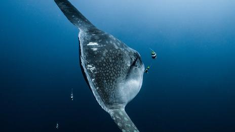 Poisson-lune : le géant plat des océans qui semble flotter entre 2 mondes
