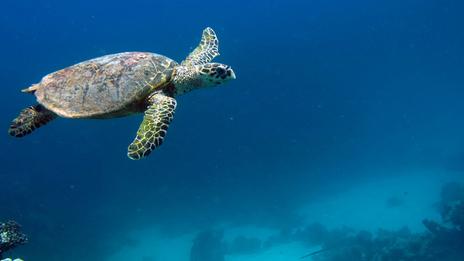 Champ magnétique terrestre et navigation animale : comment les animaux marins s’orientent sans boussole