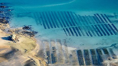 L’huître, sentinelle du littoral : comment aide-t-elle à freiner l’érosion des côtes