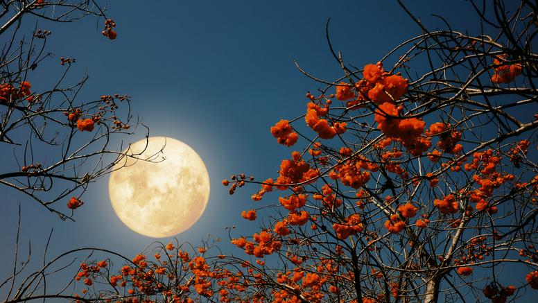 Pleine lune des fleurs du vendredi 1er mai 2026 : un spectacle printanier à ne pas manquer