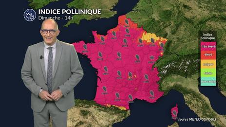 Pollens et allergies : un risque pollinique encore très élevé dimanche