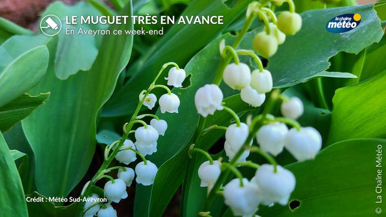 Muguet 2026 : en avance cette année, sera-t-il encore au rendez-vous le 1er mai ?