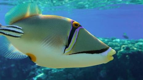 Poisson-lime picasso : un poisson de récif aussi spectaculaire que territorial