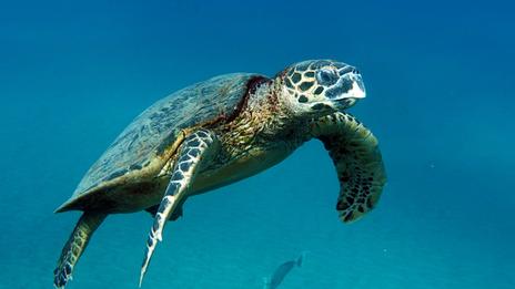 Ces animaux marins qui hibernent eux aussi… ou presque