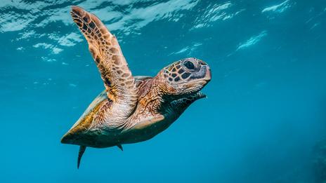 Les règles pour observer les tortues marines dans les Îles de Guadeloupe