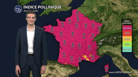 Pollens et allergies ce jeudi : un temps ensoleillé et une douceur printanière, favorisant la dispersion des pollens