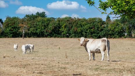 Manque de pluie : pourquoi parle-t-on de sécheresse malgré des nappes phréatiques pleines ?