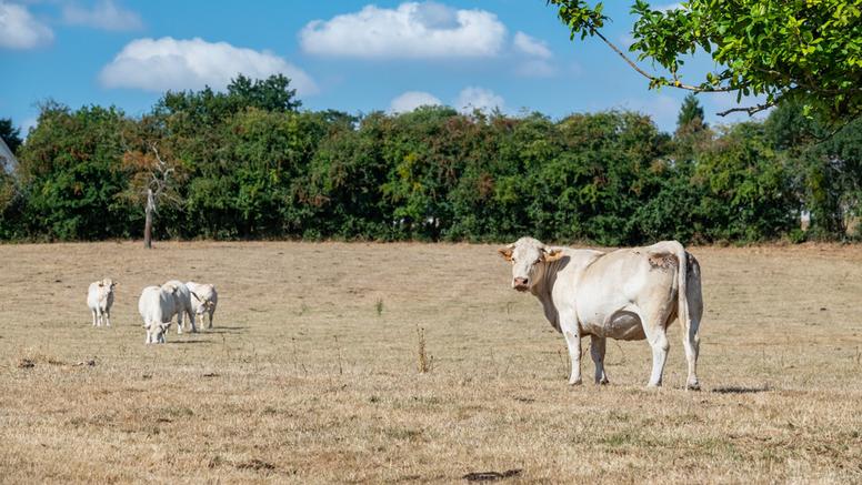 Manque de pluie : pourquoi parle-t-on de sécheresse malgré des nappes phréatiques pleines ?