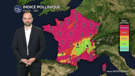 Pollens et allergies : vigilance maximale avec un pic généralisé de chêne