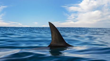 VIDÉO - Italie : un requin mako percute un bateau au large de Gallipoli, grosse frayeur à bord