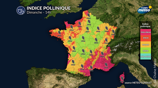 Indice pollinique dimanche Pollens Et Allergies