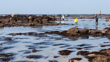 Pêche à pied au printemps : coquillages, crevettes, prudence et bons gestes