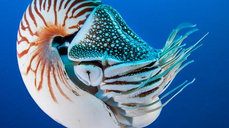 Le nautile, ce mystérieux mollusque qui semble venu d’un autre temps