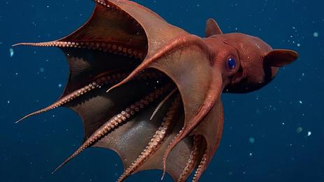 Vampire des abysses : l’étrange créature qui défie les lois de la profondeur