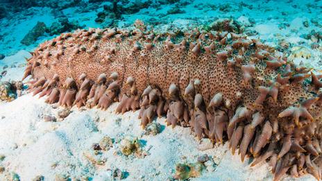 Concombres de mer : ces étranges nettoyeurs des fonds marins jouent un rôle vital dans les océans