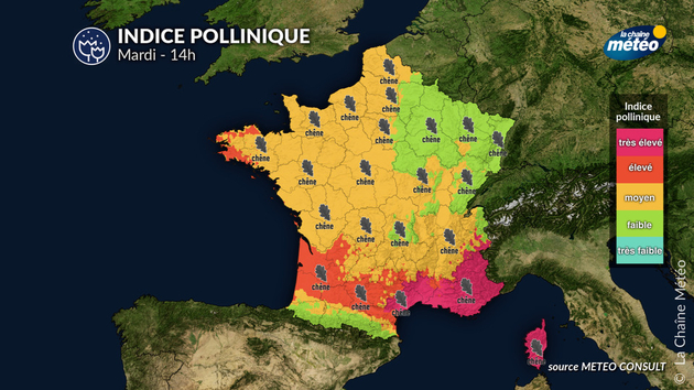 Pollens Et Allergies