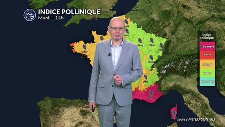Alerte cyprès : vent violent et indice maximal de 5 du Sud à la Corse