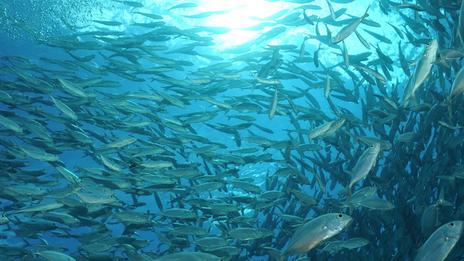 Le retour des maquereaux : comment repérer les bancs actifs en mer ?