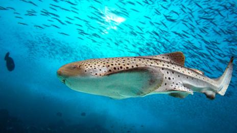 Requin-zèbre : ce requin méconnu aux motifs hypnotiques