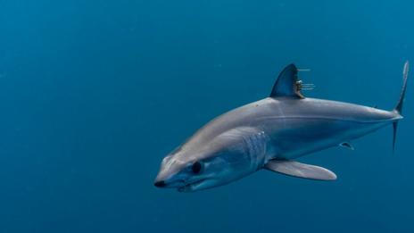 Requin mako échoué en Corse : faut-il vraiment avoir peur des requins en Méditerranée ?