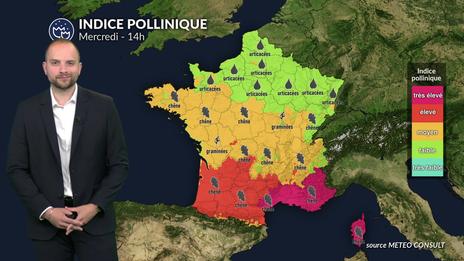 Alerte pollens cyprès : risque maximal dans le Sud avec un vent de sud-ouest et 22°C