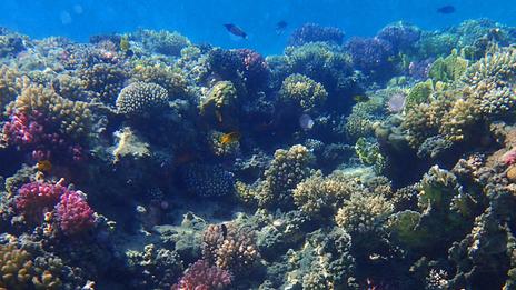 Sous les eaux des Îles de la Guadeloupe, les coraux tirent la sonnette d’alarme